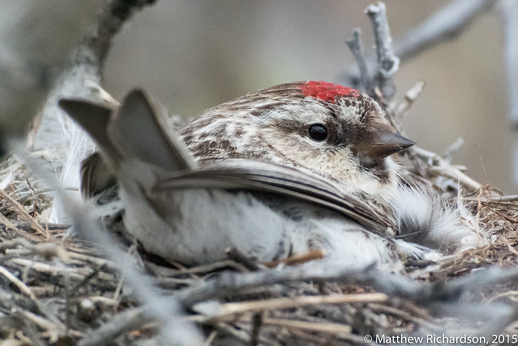 Hoary Redpoll