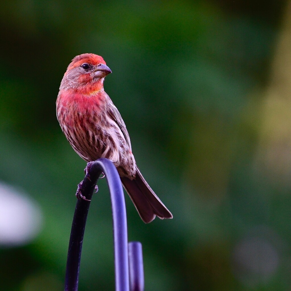 House Finch