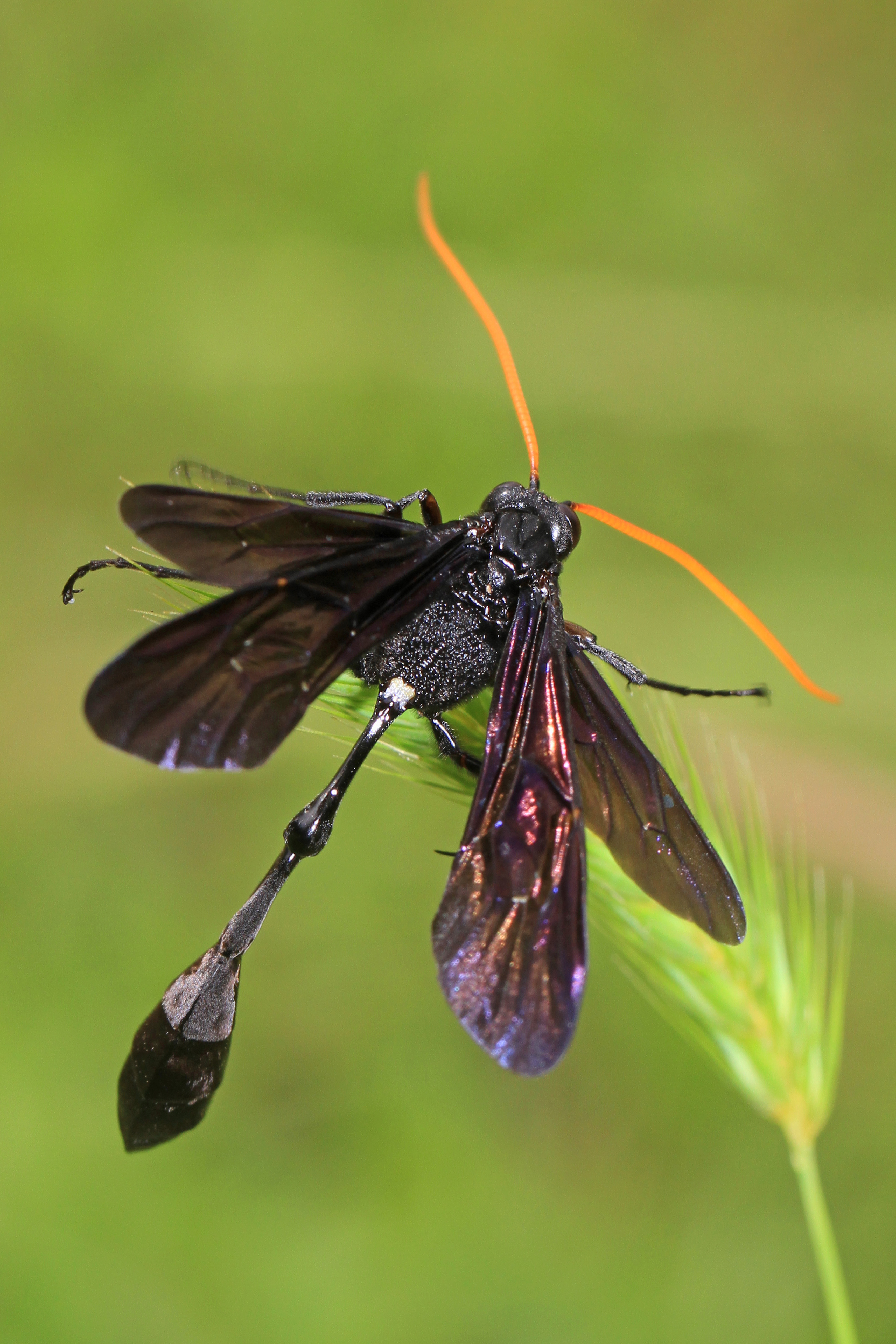 Ichneumon Wasp