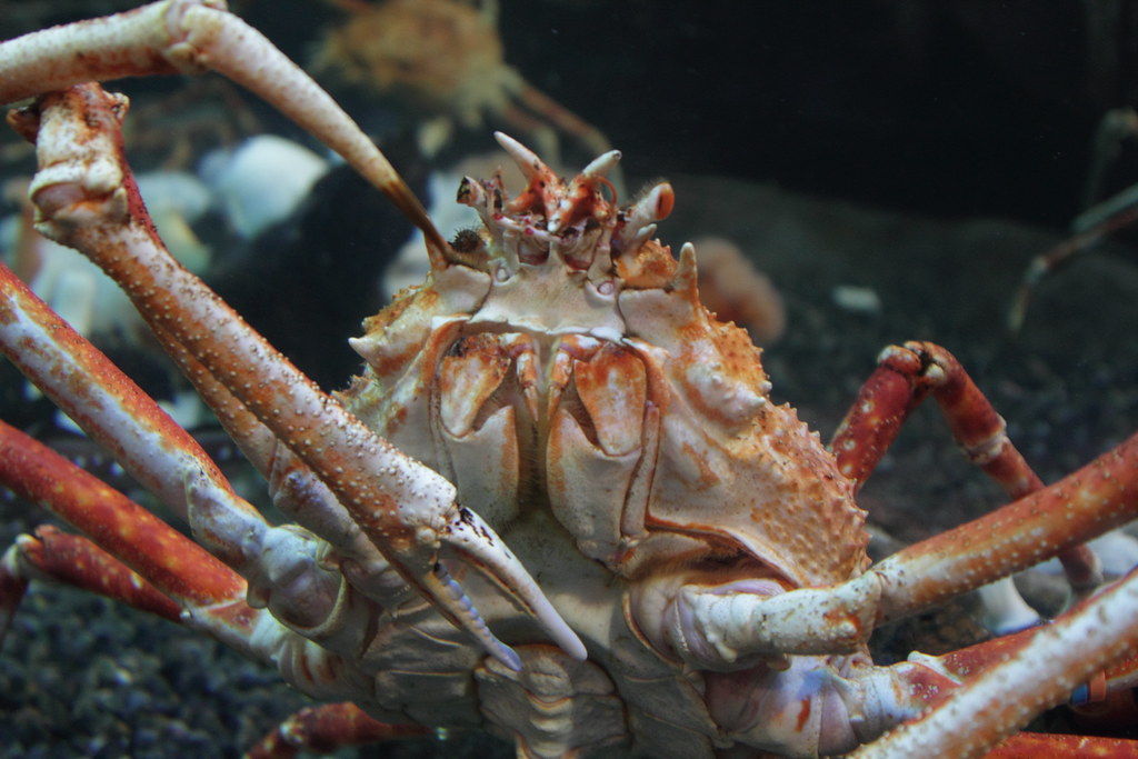 Japanese Spider Crab