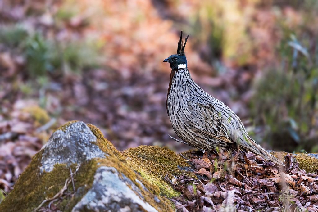 Koklass Pheasant