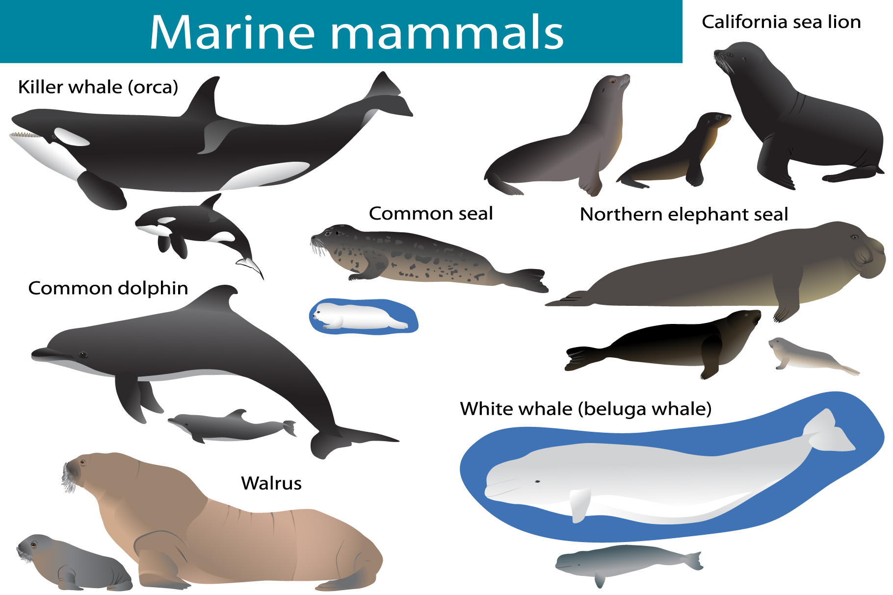 List Of Ocean Mammals