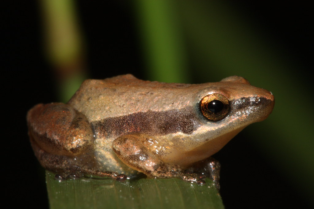 Little Grass Frog