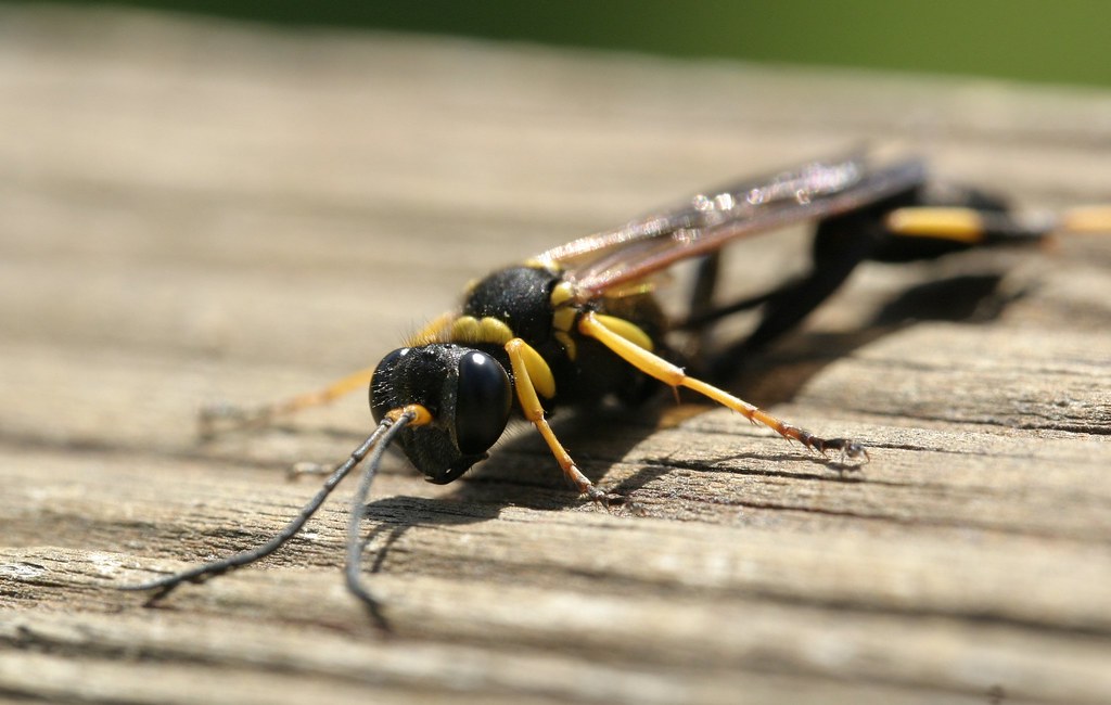 Mud Dauber