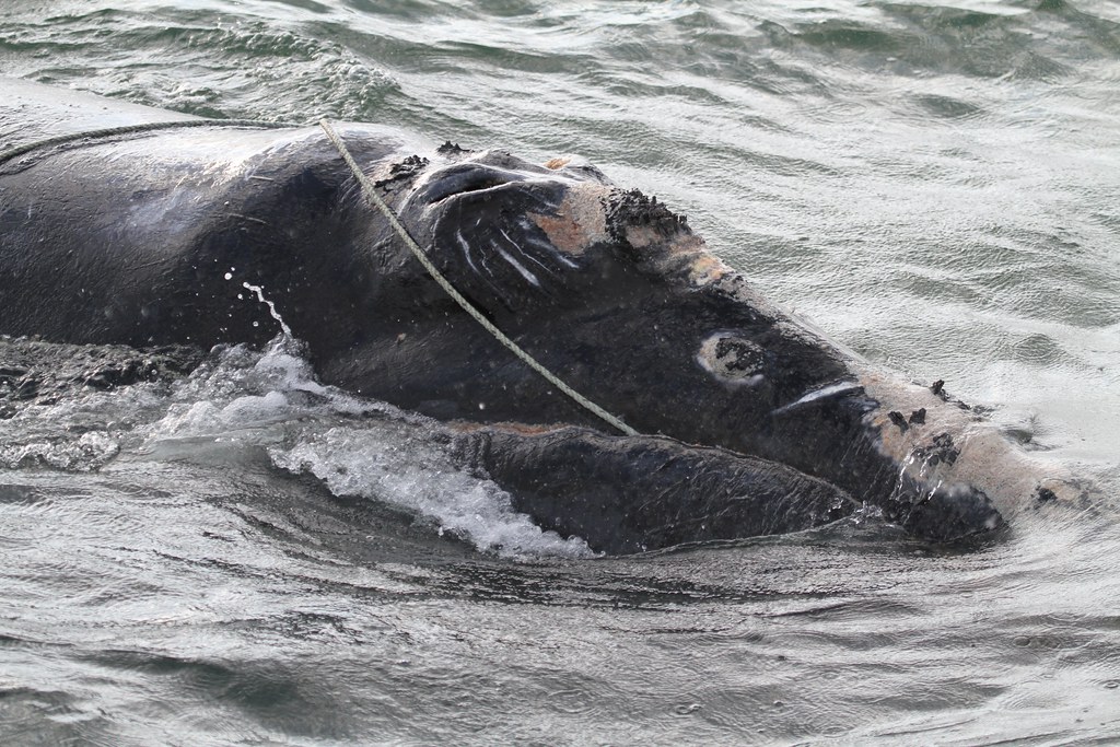 North Pacific Right Whale