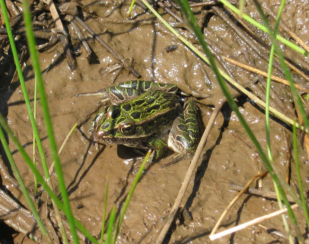 Northern Leopard Frog