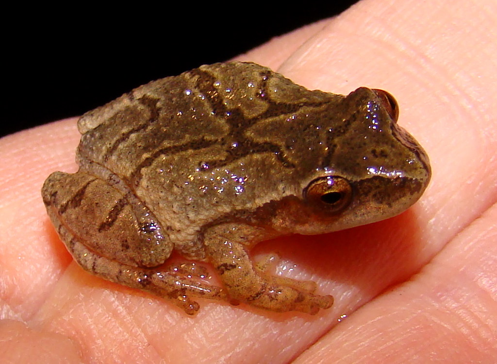 Northern Spring Peeper