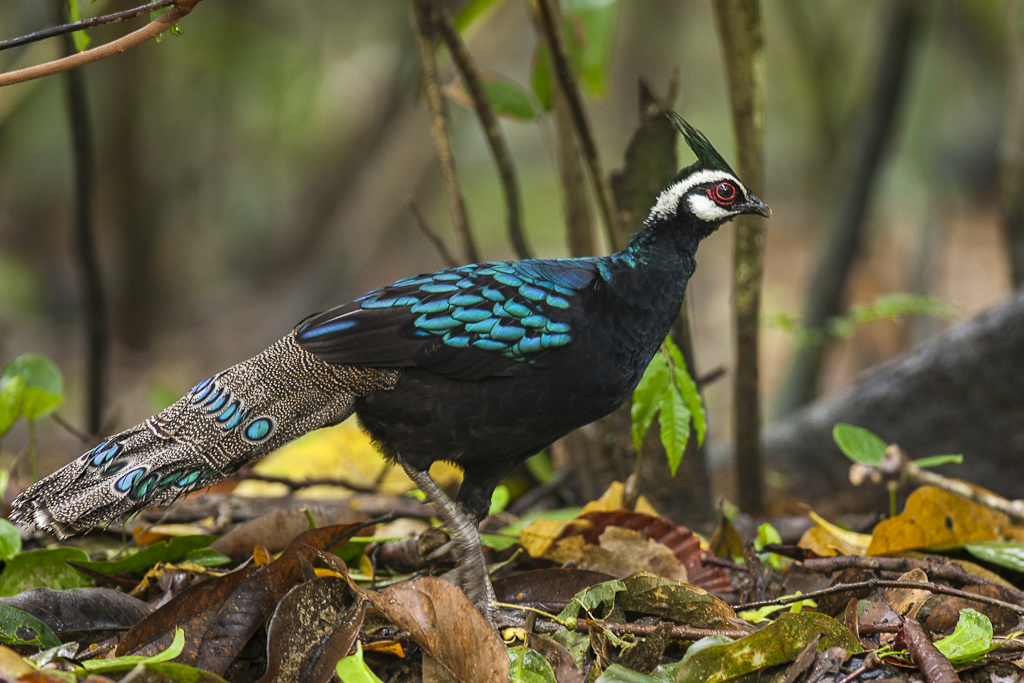 Palawan Peacock-Pheasant