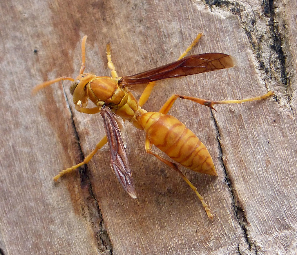 Paper Wasp