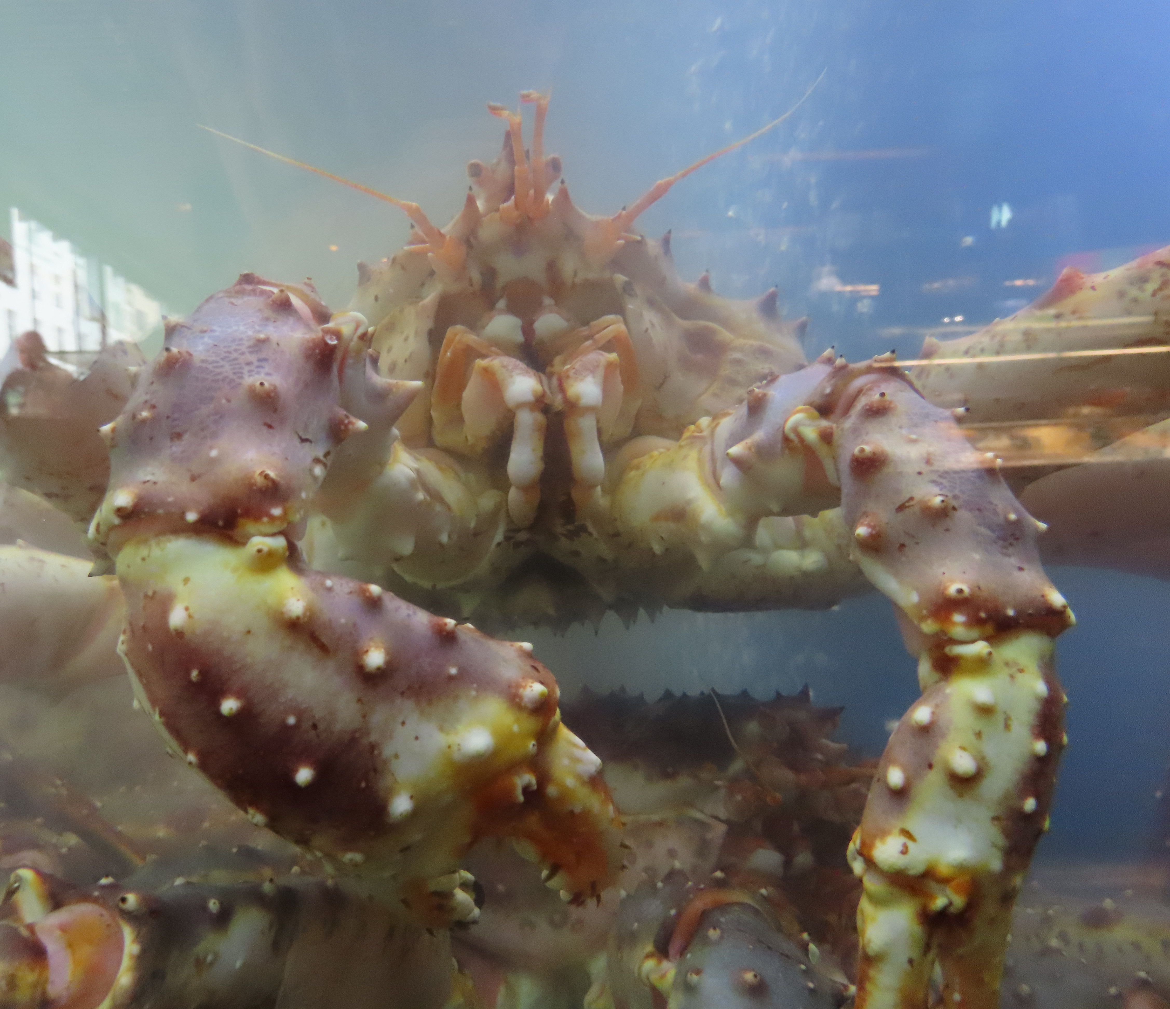 Paralithodes camtschaticus