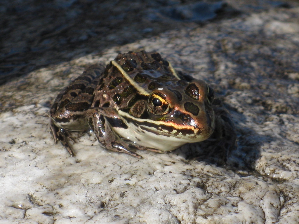 Pickerel Frog