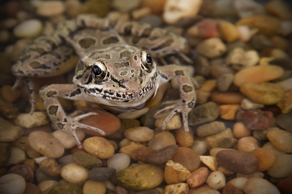 Pickerel Frog