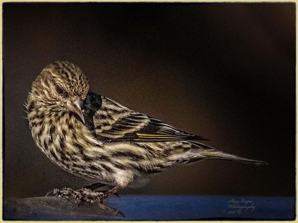 Pine Siskin