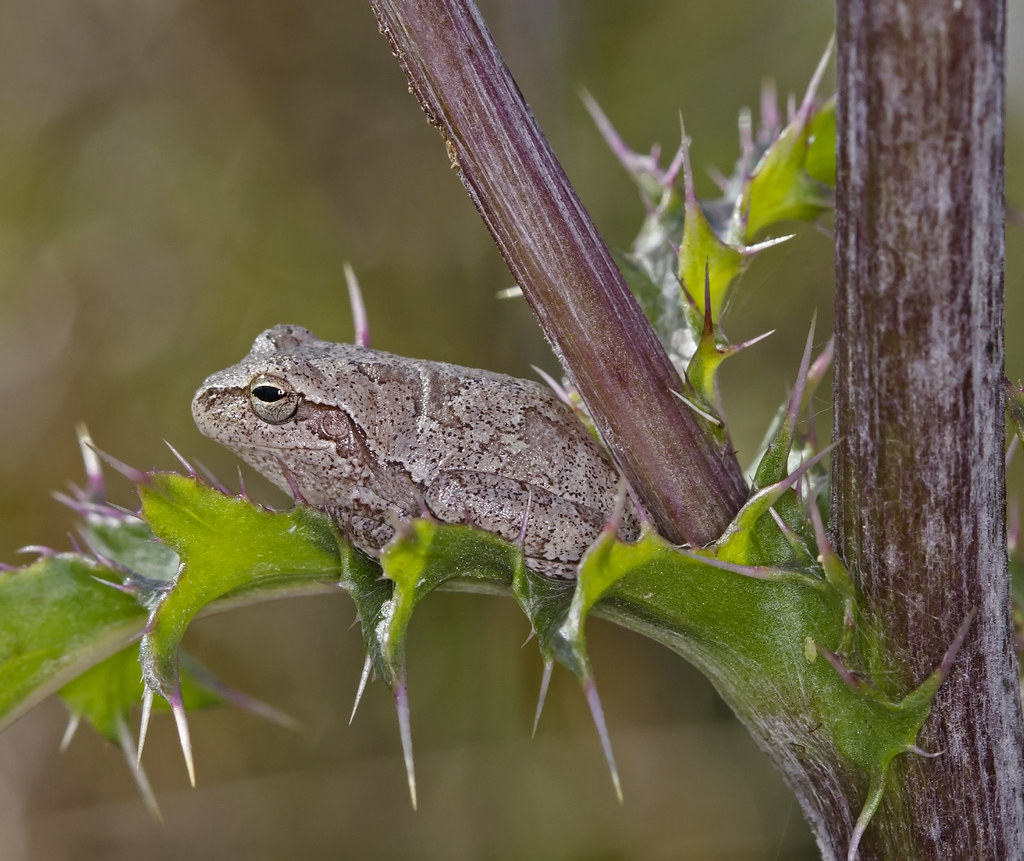 Pine Woods Tree Frog