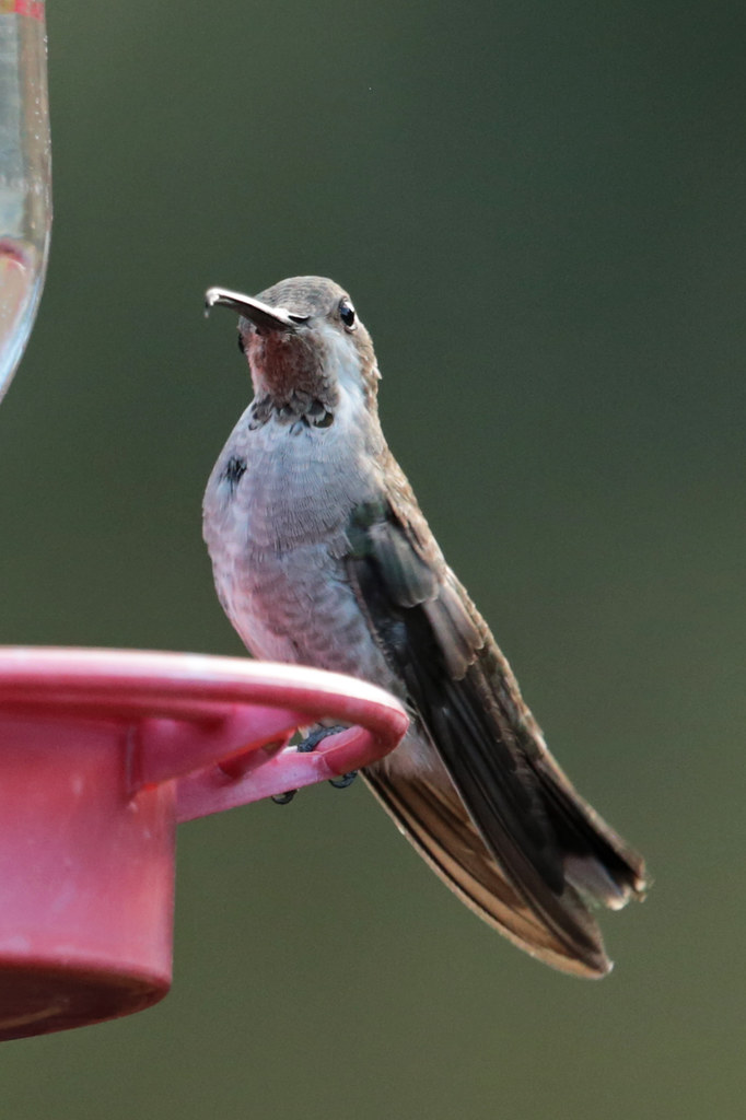 Plain-Capped Starthroat