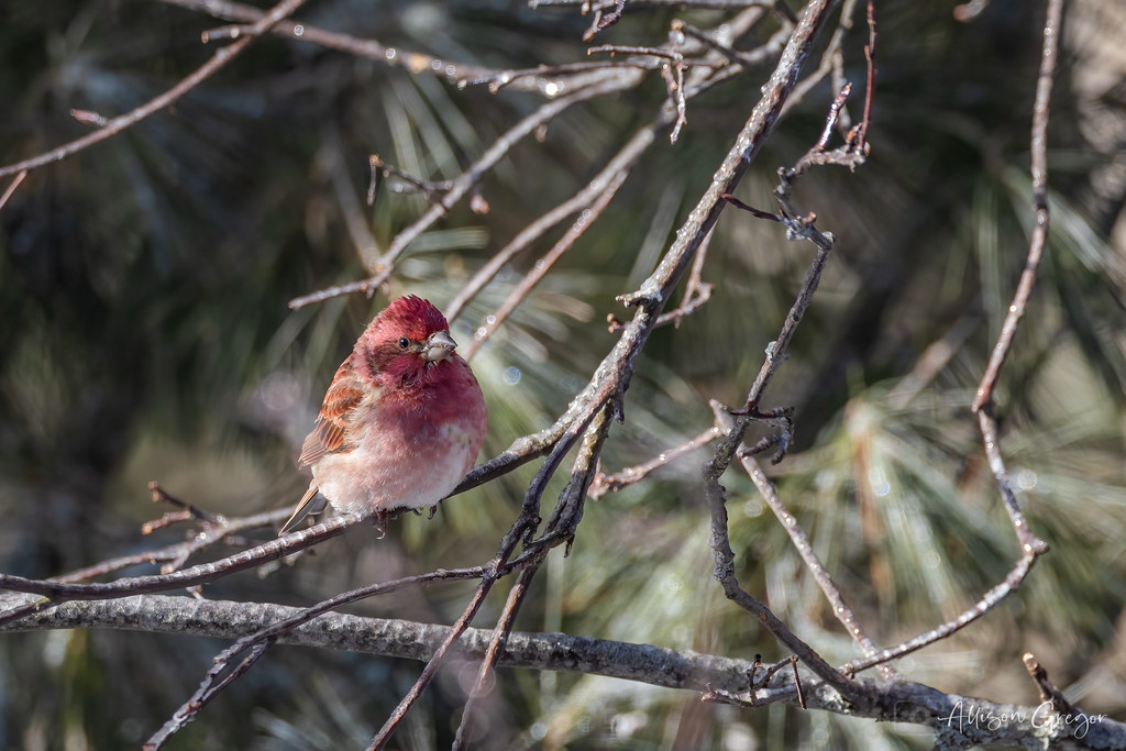 Purple Finch
