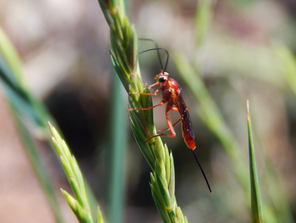 Red Wasp