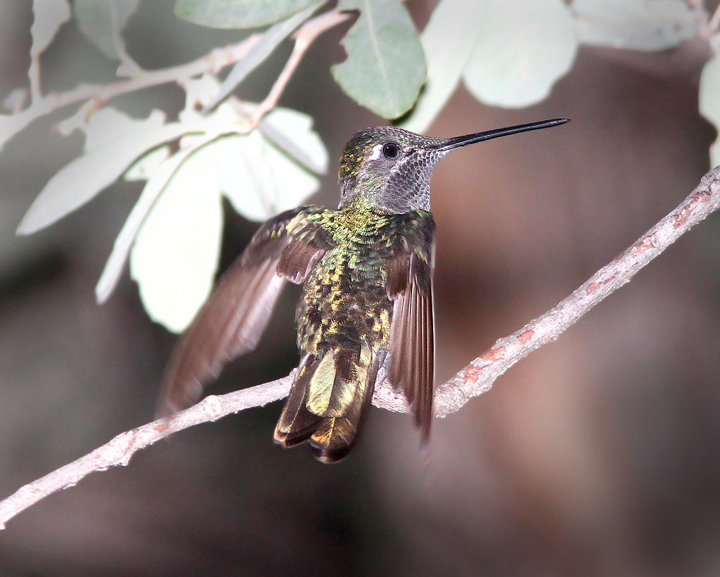 Rivoli's Hummingbird