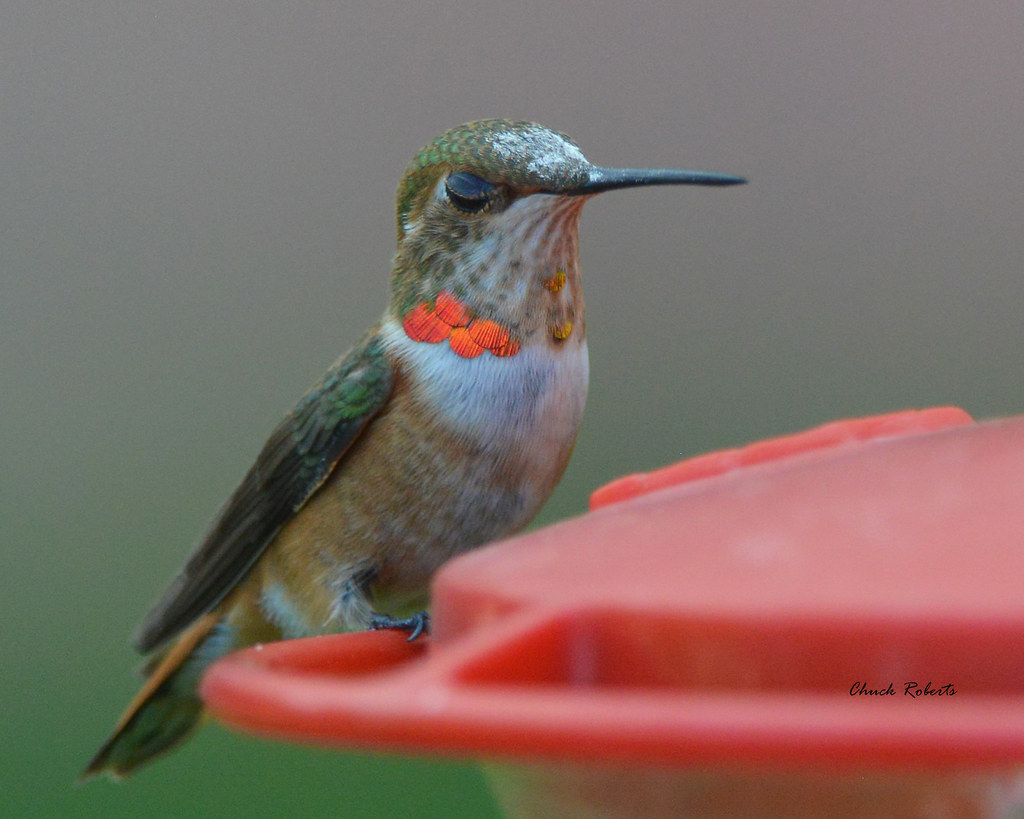 Rufous Hummingbird
