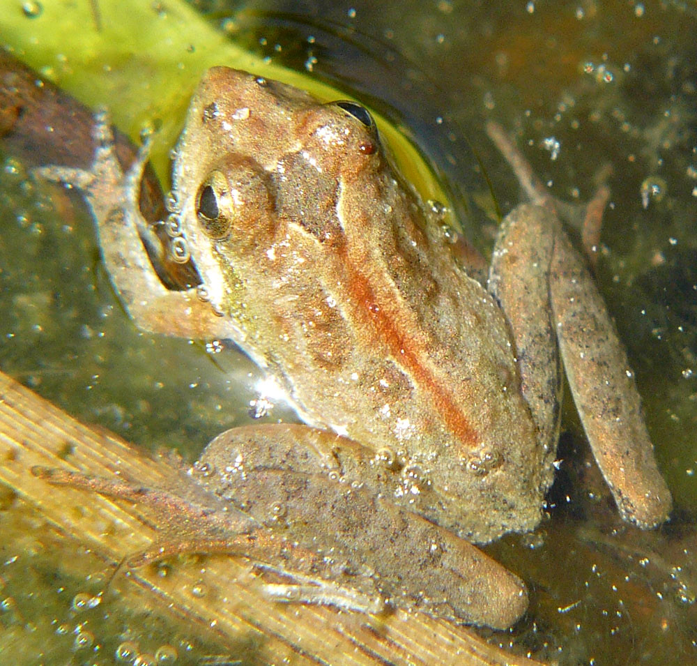 Southern Cricket Frog