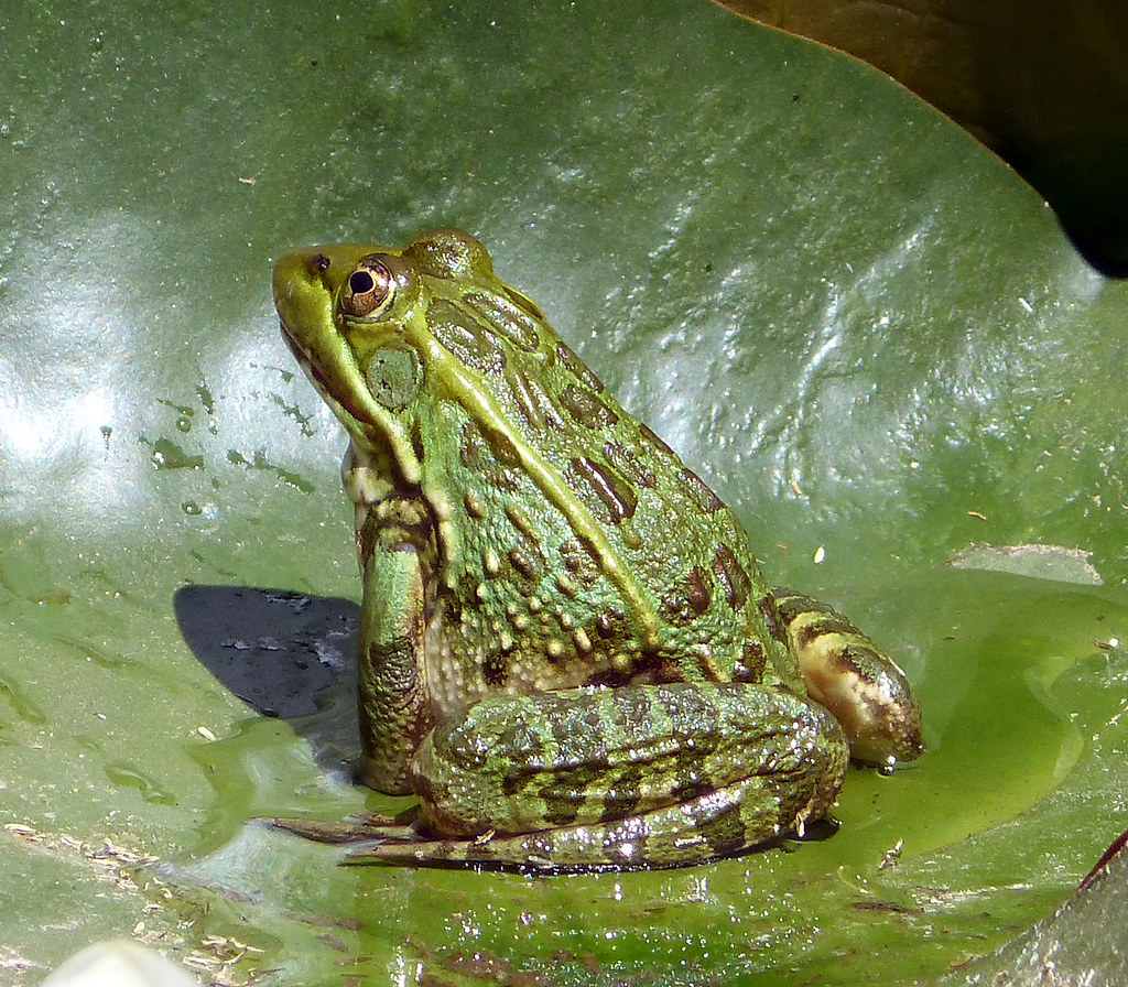Southern Leopard Frog - Types of Frogs in Louisiana