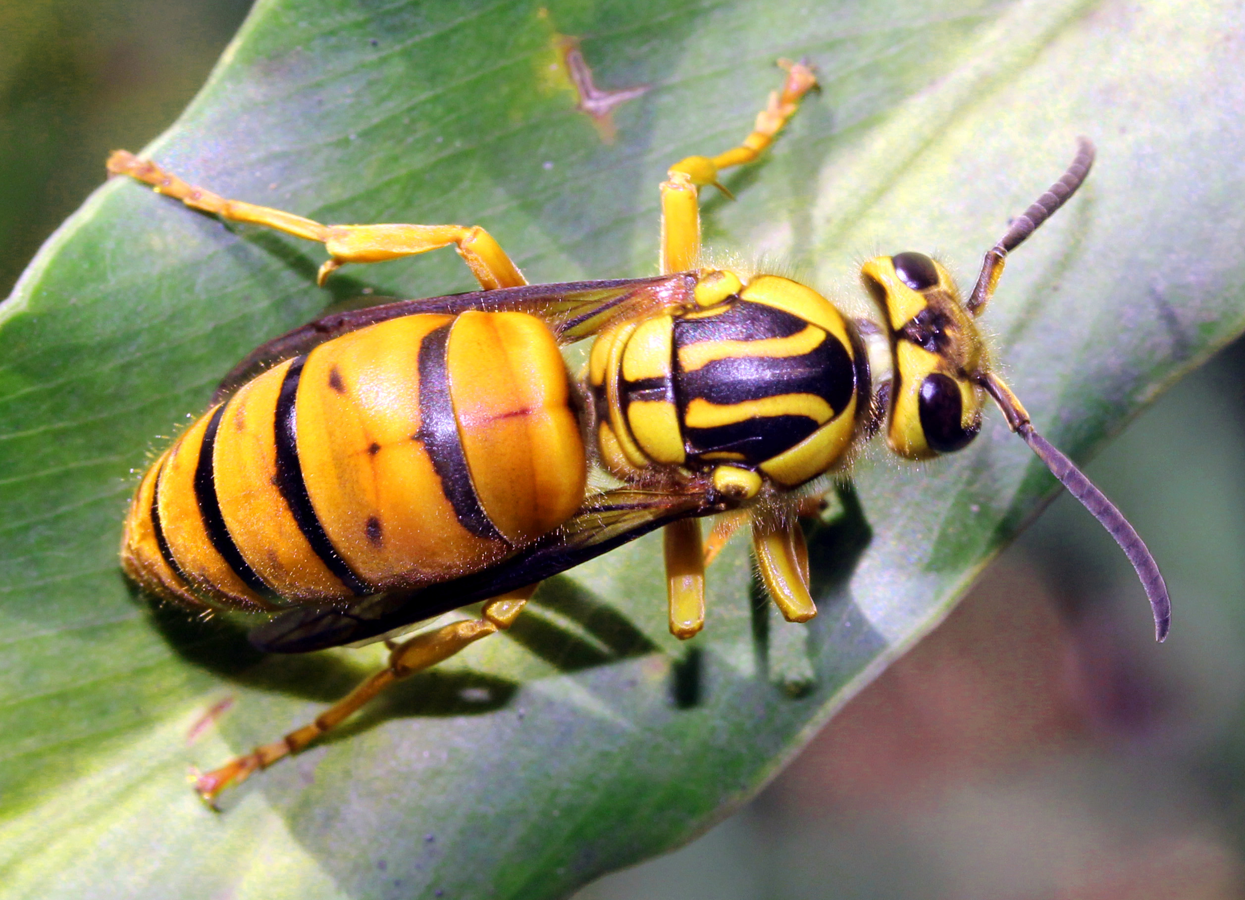 Southern Yellowjacket
