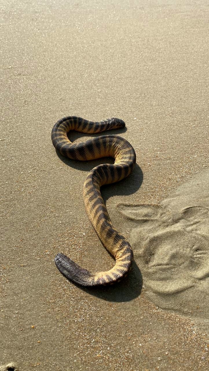 Spine-bellied Sea Snake