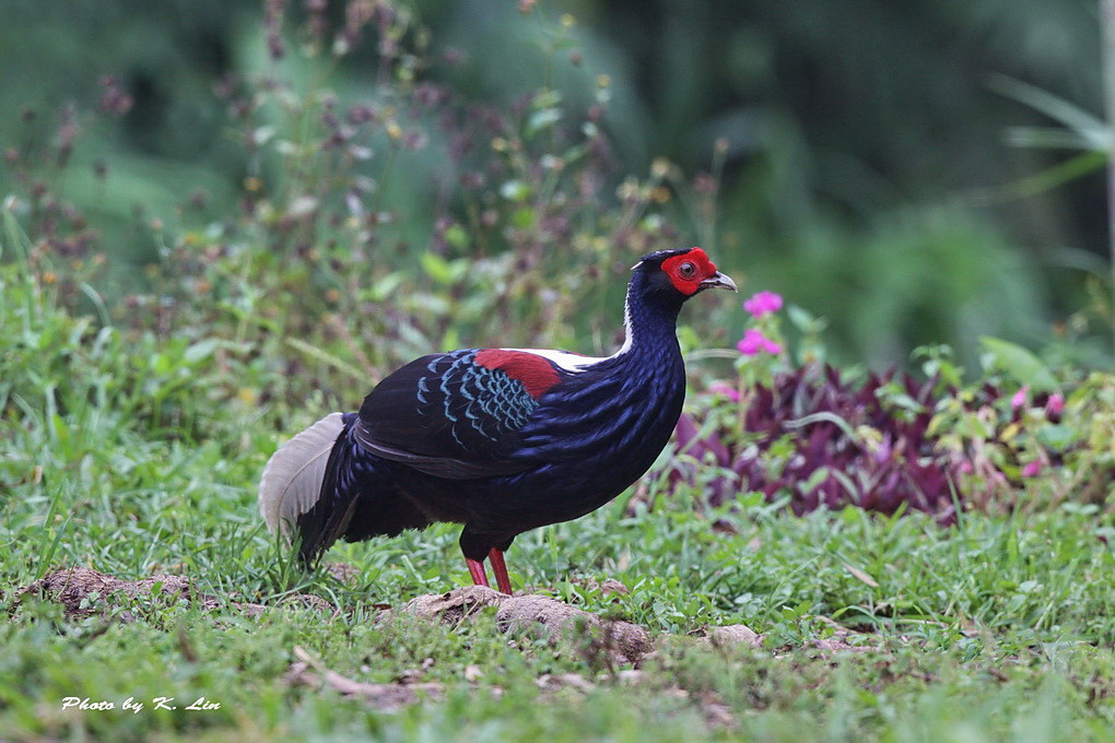 Swinhoe's Pheasant