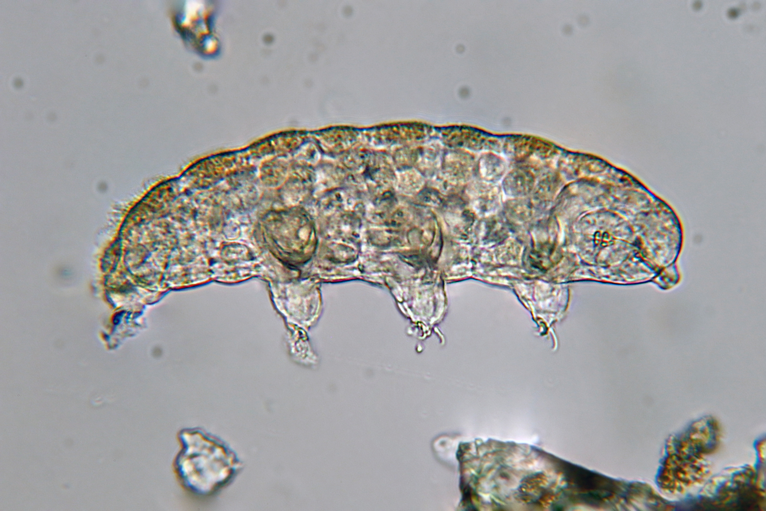 Tardigrades