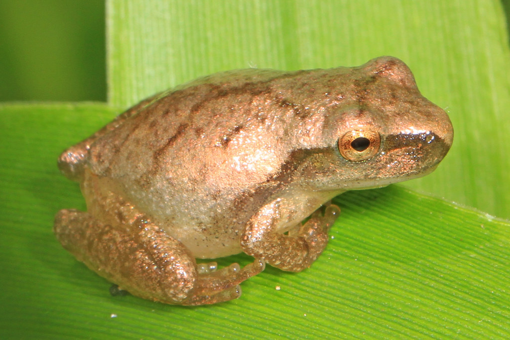 The Spring Peepers (Pseudacris crucifer)
