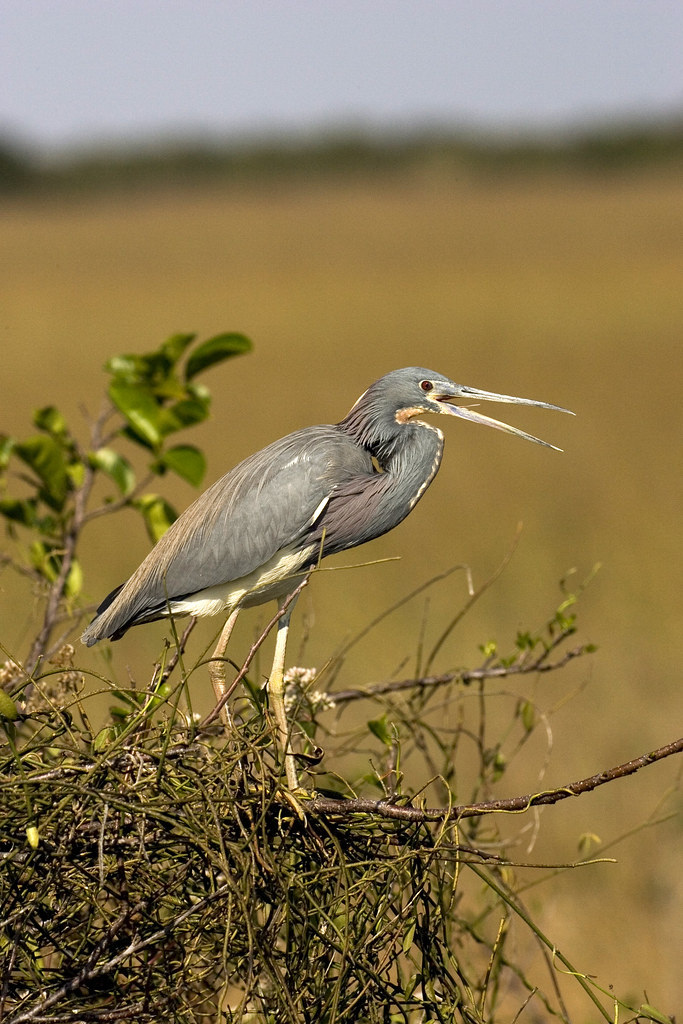 Tricolored Heron