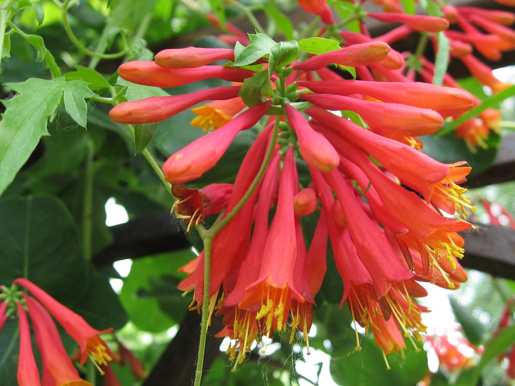 Trumpet Honeysuckle