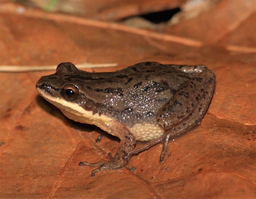 Upland Chorus Frog