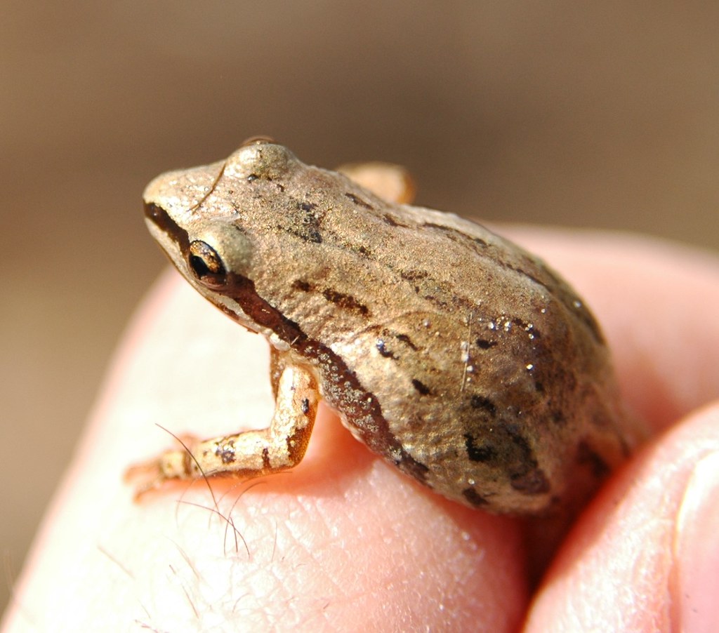Western Chorus Frog