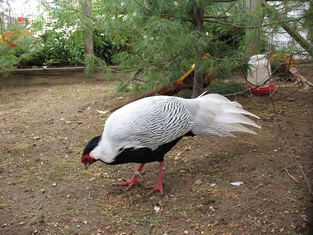White-eared Pheasant