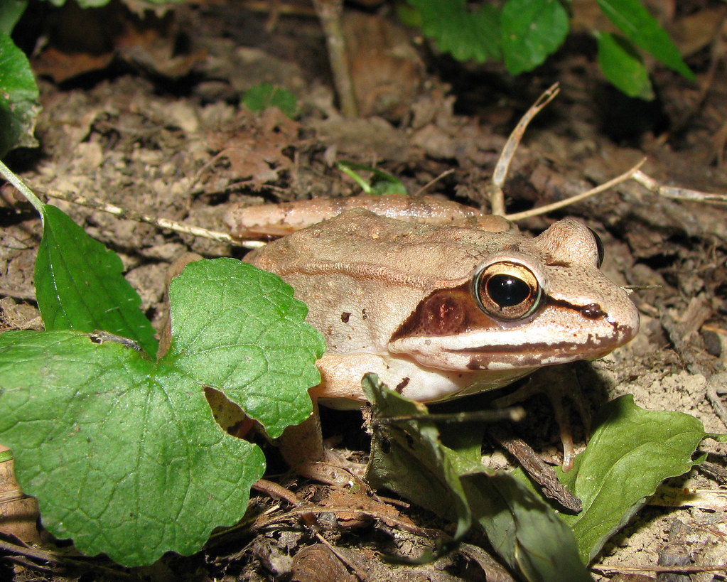 Wood Frog
