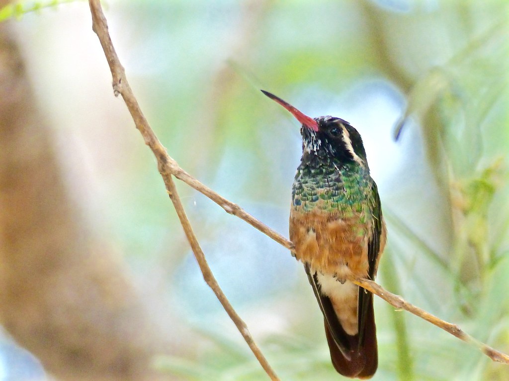 Xantus's Hummingbird