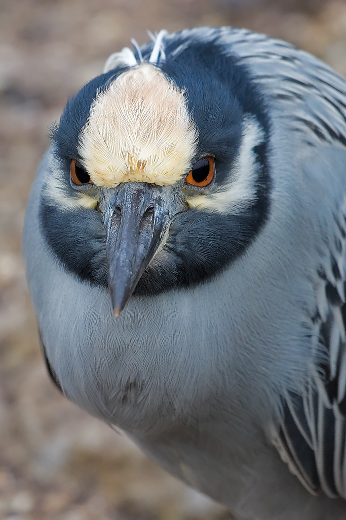 Yellow-Crowned Night Heron