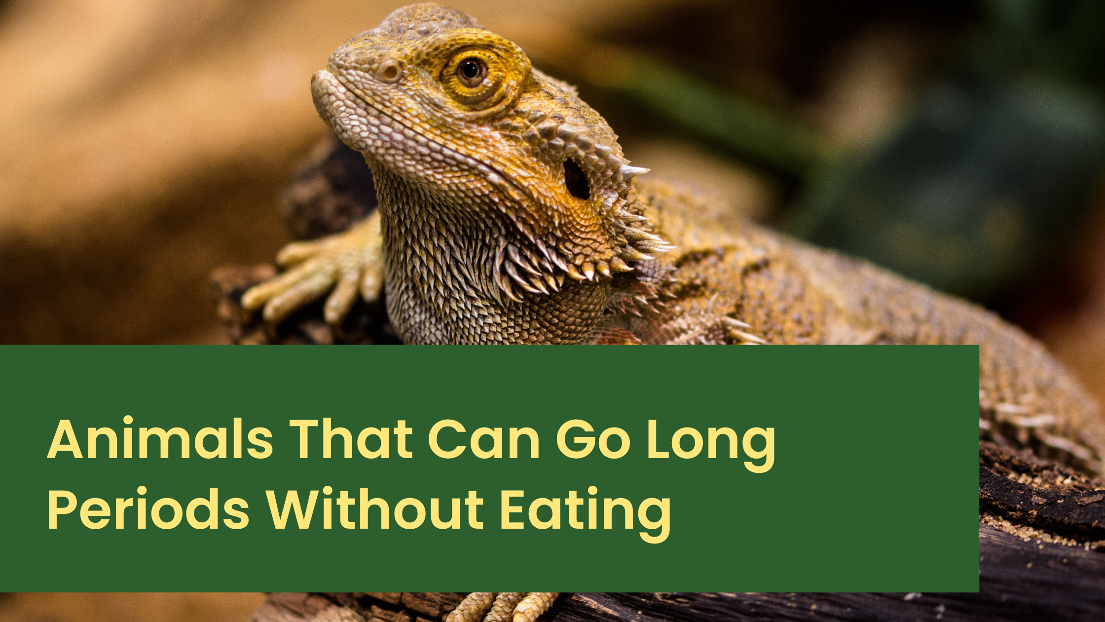 Animals That Can Go Long Periods Without Eating