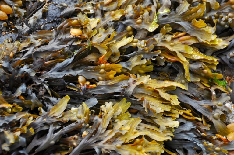 15 Animals That Eat Seaweed in the Wild