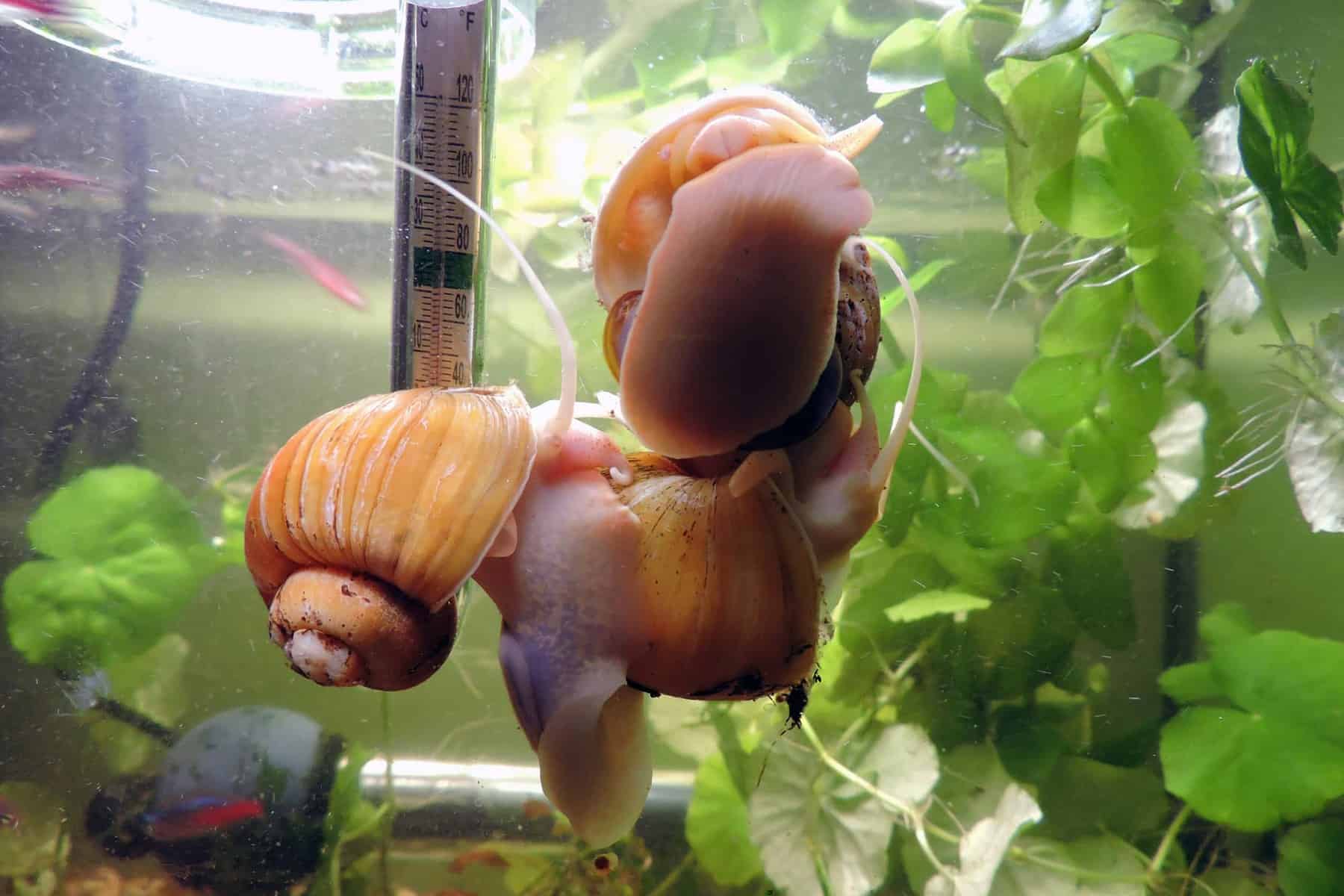Best Aquarium Snails