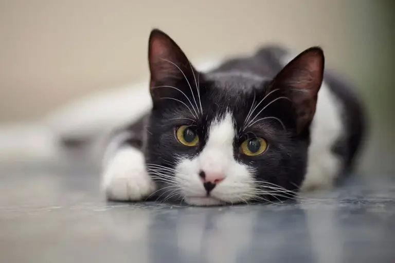 10 Fun Facts About White and Black Cats