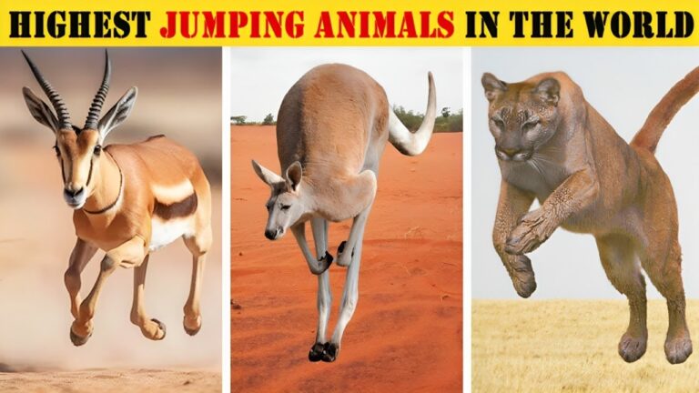 12 Highest Jumping Animals in the World