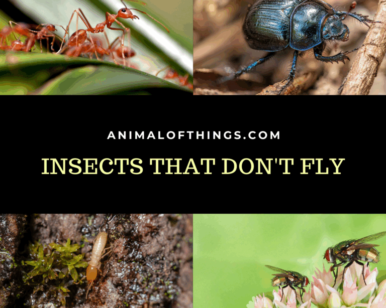 30 Fascinating Insects That Don’t Fly