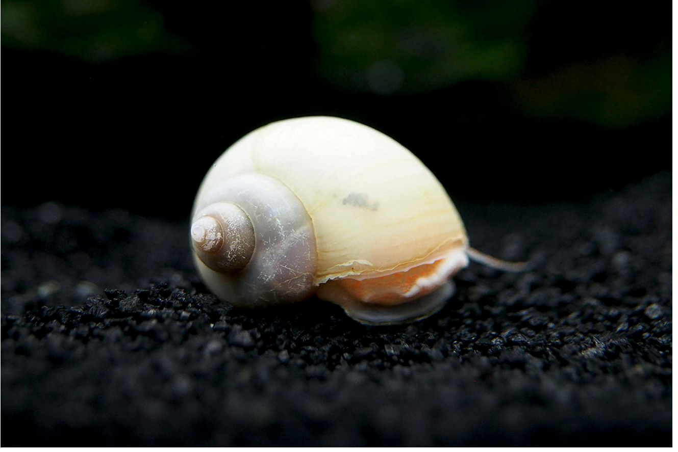 Ivory Snail
