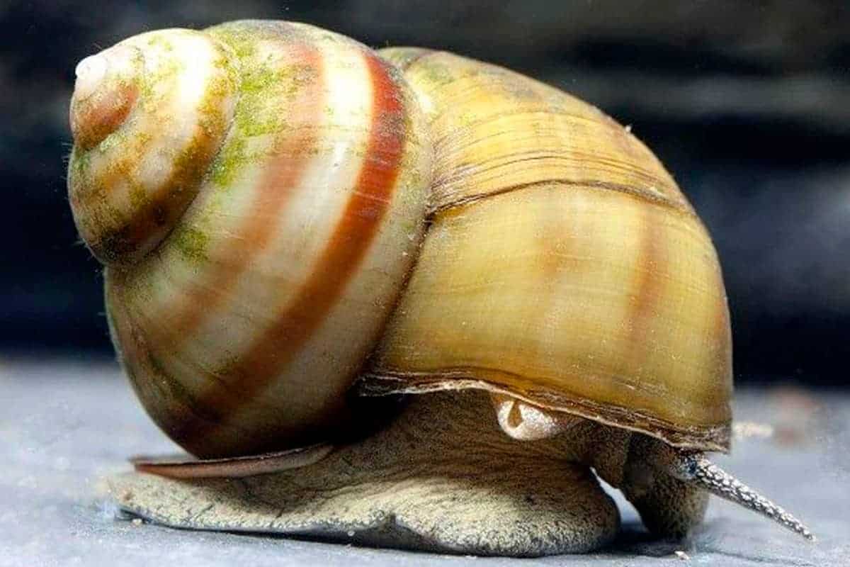 Japanese Trapdoor Snail