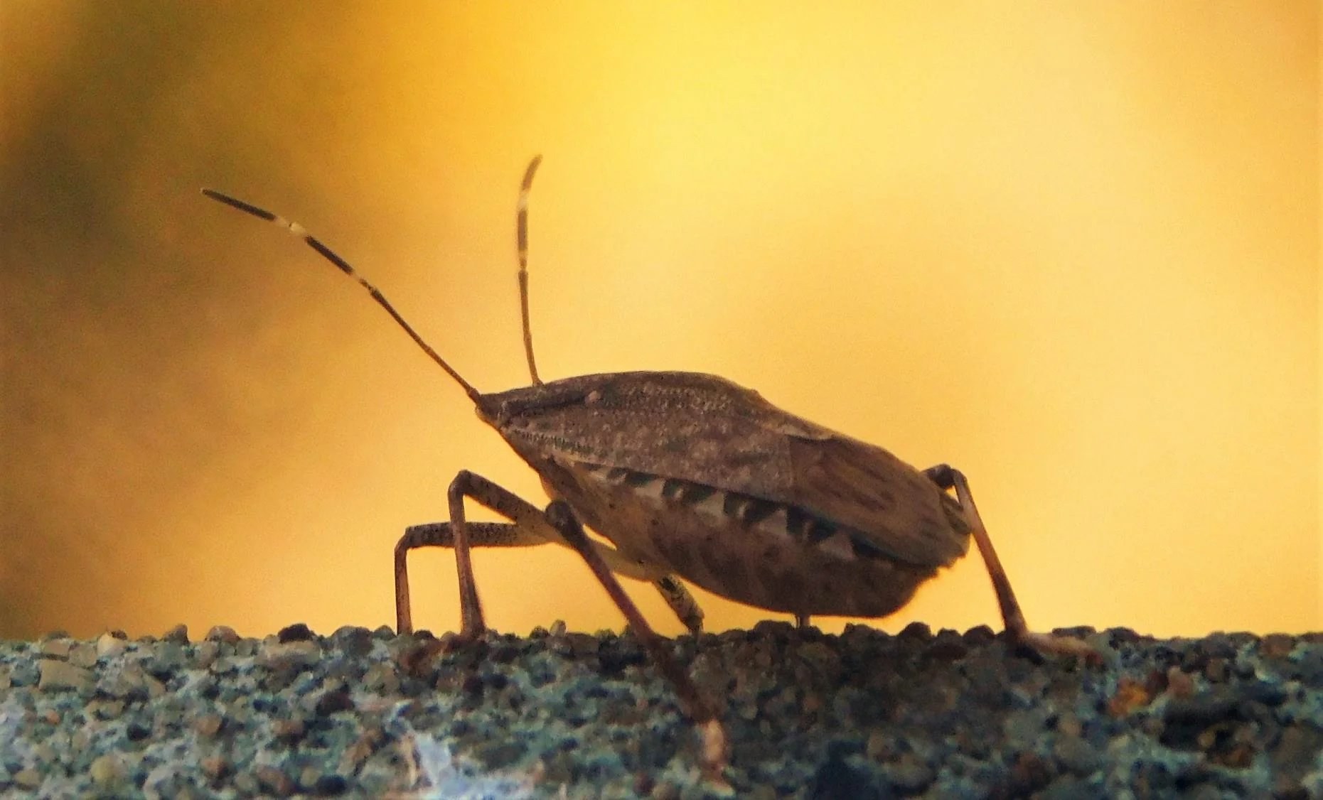 Types of Stink Bugs In Pennsylvania