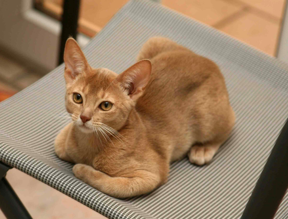 Abyssinian