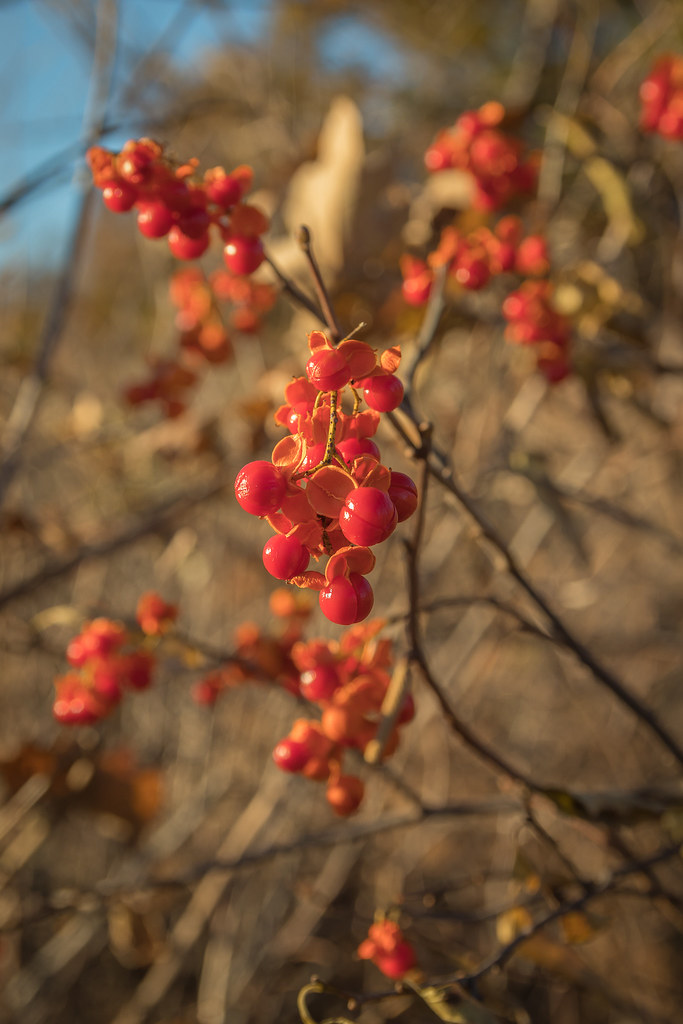 American Bittersweet