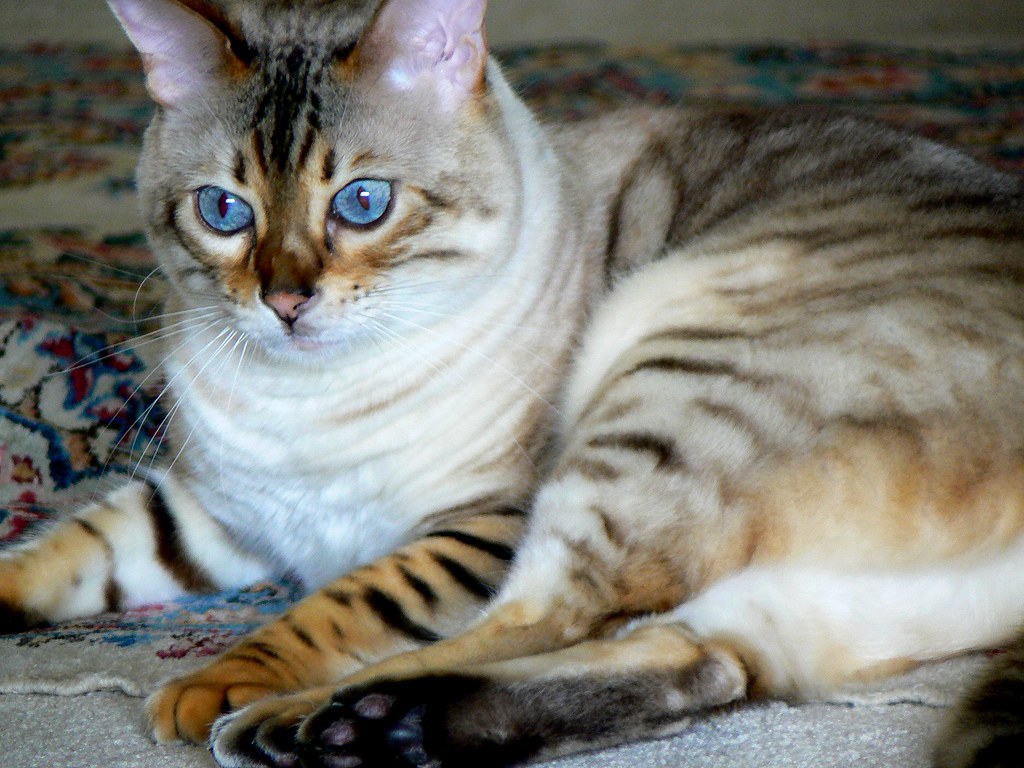 Bengal